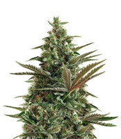 Super Lemon Haze Auto CBD (GHS) Cannabis-Samen