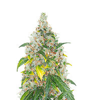 Amnesia Mac Ganja strain