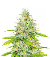 Unknown Kush Early Version (Delicious Seeds) Cannabis-Samen