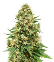 Fruity Pebbles (Tropical Nuggets) (Blackskull Seeds) Cannabis-Samen