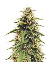 Heisenberg Special Auto (Mephisto Genetics) Cannabis-Samen