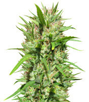 Malawi Regular (Ace Seeds) Cannabis-Samen