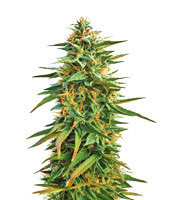 Malawi (Ace Seeds) Cannabis-Samen