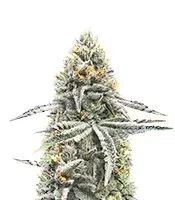 Lemon Jack Autoflower feminisierte Samen (Seedkeepers)