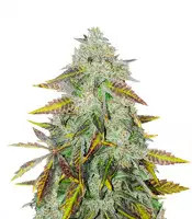 Peyote Critical (Barney's Farm) Cannabis-Samen