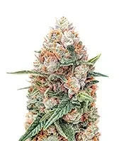 Skunky Monkey Auto (Heavyweight Seeds) Cannabis-Samen