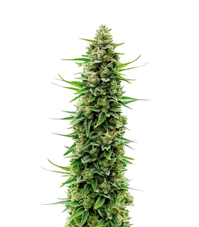The Real Amnesia Auto (Growers Choice)
