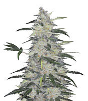 Bruce Banner #3 Auto strain