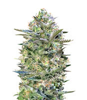 Critical Lemon (Advanced Seeds) Cannabis-Samen