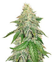 Sour Hound F2 Auto (Mephisto Genetics) Cannabis-Samen