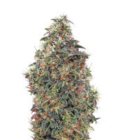 Sweet Mango Auto (GHS) Cannabis-Samen