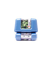 Gelato (Kera Seeds) Cannabis-Samen