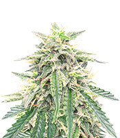 Northern Lights Auto (Expert Seeds) Cannabis-Samen