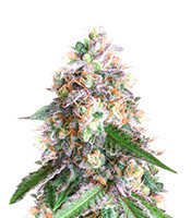 OG Kush (Kera Seeds) Cannabis-Samen