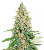 Afghan Kush (World of Seeds) Cannabis-Samen