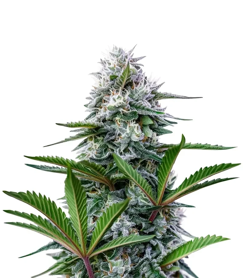 Astro Lemonade F1 (Royal Queen Seeds)