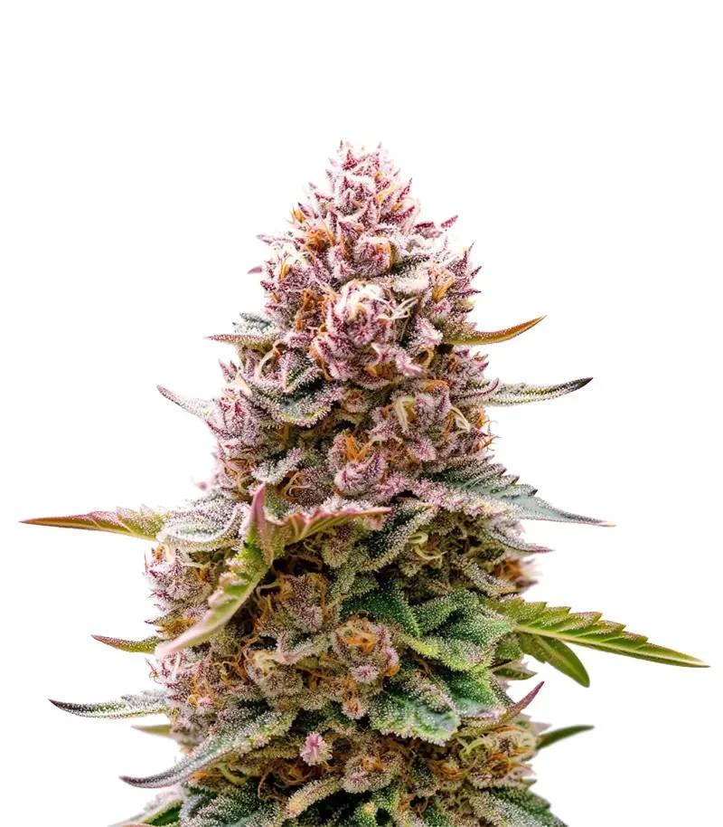 Blue Applez (Dutch Passion)
