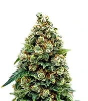 Jack Herer (GHS) Cannabis-Samen