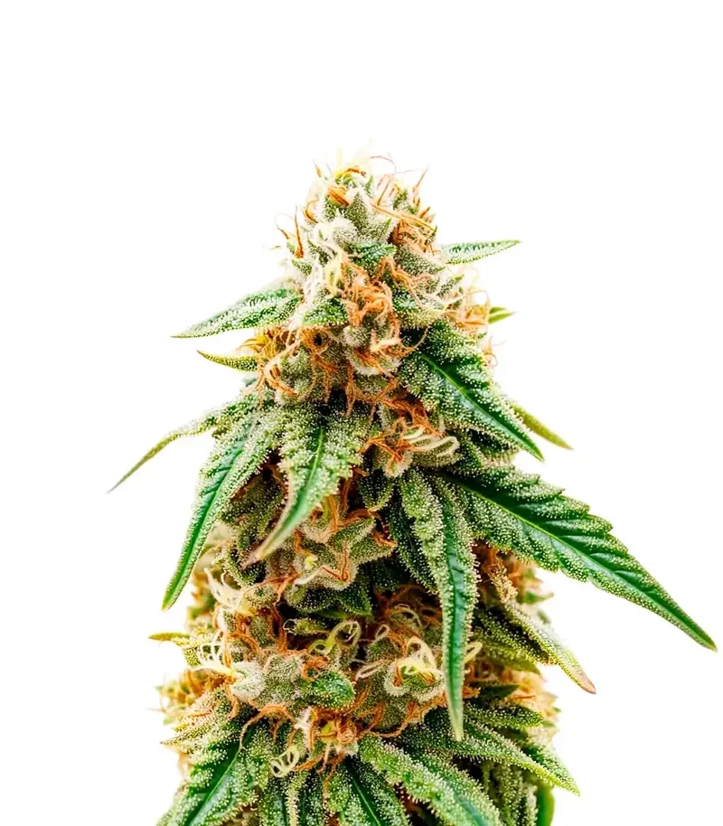 PriZmatic (Humboldt Seeds Organization)