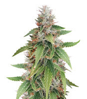 Gelato (Blackskull Seeds) Cannabis-Samen
