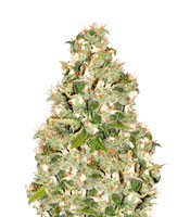 OG 13 (G13 Labs) Cannabis-Samen