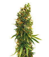 Silver Bubble (Reserva Privada) Cannabis-Samen
