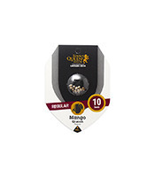 Mango Crunch regular (RQS) Cannabis-Samen