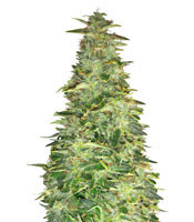 Pounder Auto (Auto Seeds) Cannabis-Samen