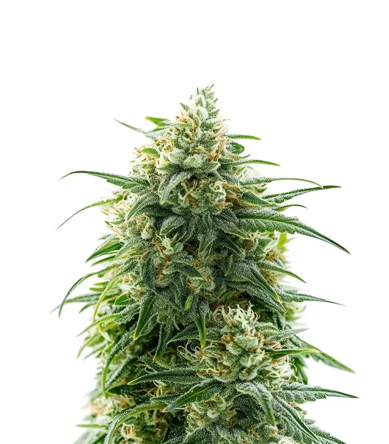 Banana Sherbet XXL (Growers Choice)
