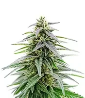 Critical Mass Fast (Advanced Seeds)