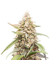 Tropicanna Poison XL Auto feminisierte Samen (Sweet Seeds)