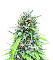 Auto White Widow CBD (Pyramid Seeds) Cannabis-Samen