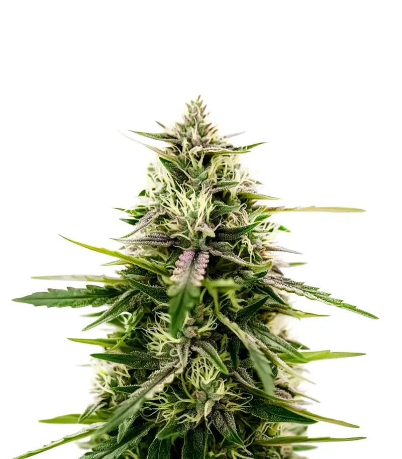 The 2019 (Royal Queen Seeds)