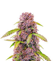 Lemon Cherry Cookies Auto feminisierte Samen (Fast Buds)