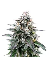 Trainwreck Auto (Barney's Farm)