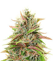 Critical Kush (RQS) Cannabis-Samen