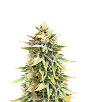 Ghost Chem OG Autoflower feminisierte Samen (Seedkeepers)