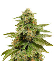 Gorilla Breath (Humboldt Seeds Organization) Cannabis-Samen