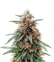 Headstone (Big Head Seeds) Cannabis-Samen
