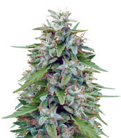 Bangi Haze (Ace Seeds) Cannabis-Samen