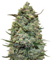 Hawaiian Punch (Sagarmatha Seeds) Cannabis-Samen