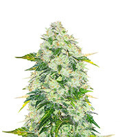 AK 47 Fast Version feminisierte Samen (EGS)