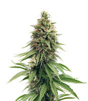 CBD Blue Shark feminized seeds