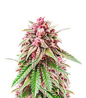 Still Bubba feminisierte Samen (AlphaFem Seeds)