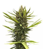 Blue Dream (BlimBurn Seeds) Cannabis-Samen