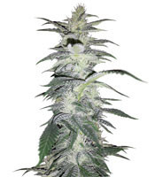 Gorilla x White Widow (Expert Seeds) Cannabis-Samen