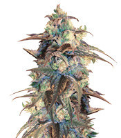 Panama D.C. Regular (CannaBioGen) Cannabis-Samen