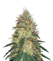 Pineapple Haze Regular (Barney's Farm) Cannabis-Samen