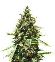 Voyager (Flying Dutchmen) Cannabis-Samen