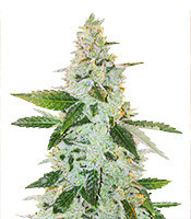Larry's Lemon OG (Garden Of Green) Cannabis-Samen
